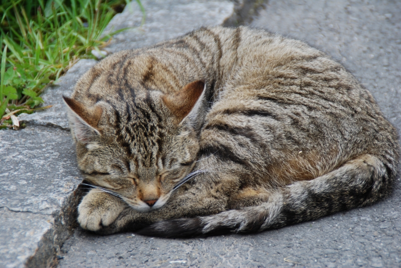 Sleeping cat
Keywords: Switzerland Gimmelwald Nikon Cat