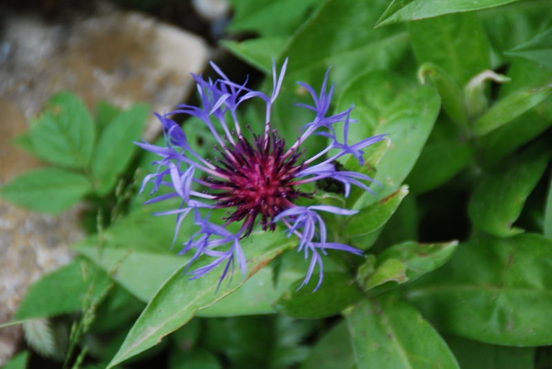 Keywords: Switzerland Gimmelwald Nikon Flower