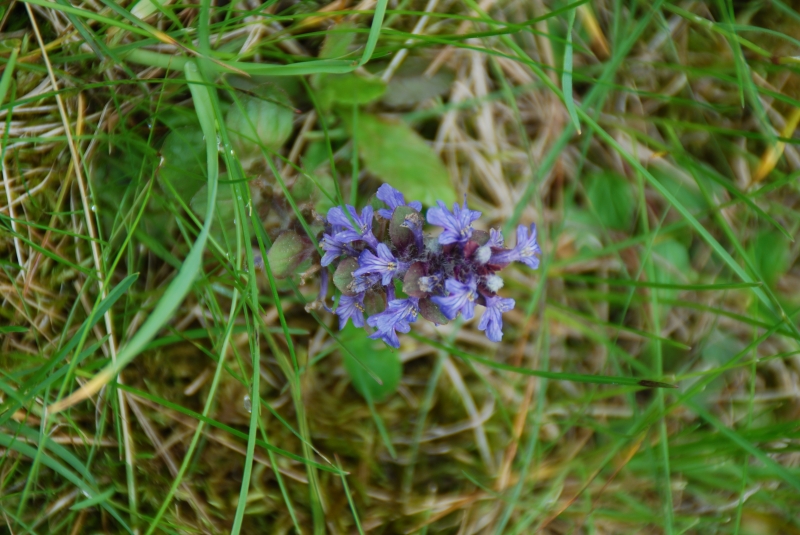 Keywords: Switzerland Gimmelwald Nikon Flower