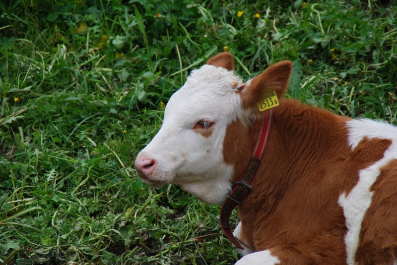 Calf
Keywords: Switzerland Gimmelwald Nikon Cow