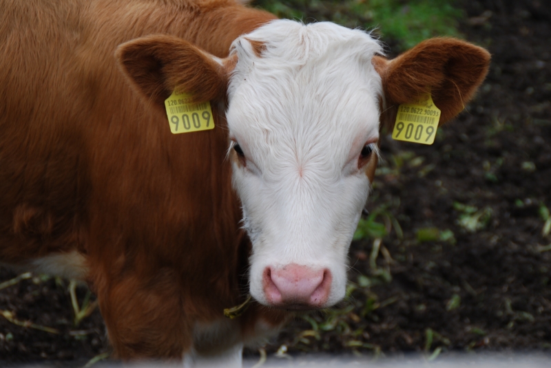 Calf
Keywords: Switzerland Gimmelwald Nikon Cow