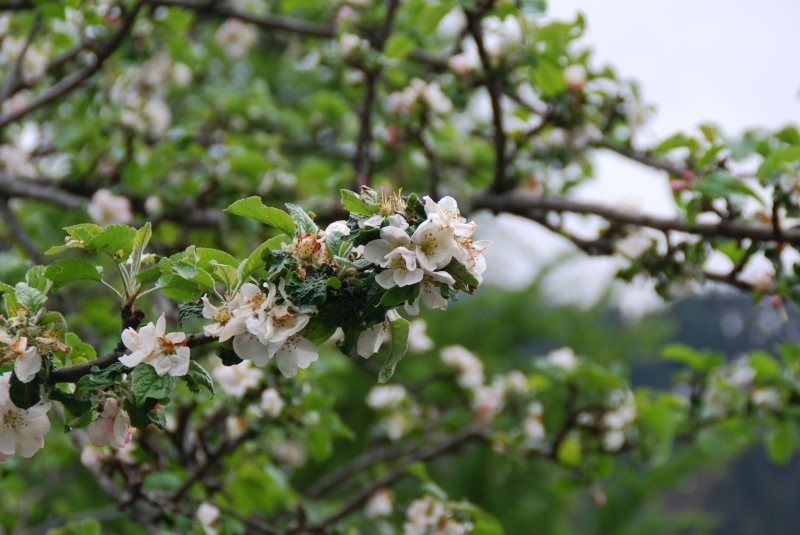 Apple blossom
Keywords: Switzerland Gimmelwald Nikon Tree