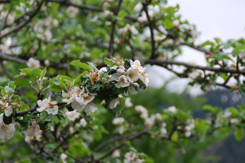 Apple blossom
Keywords: Switzerland Gimmelwald Nikon Tree