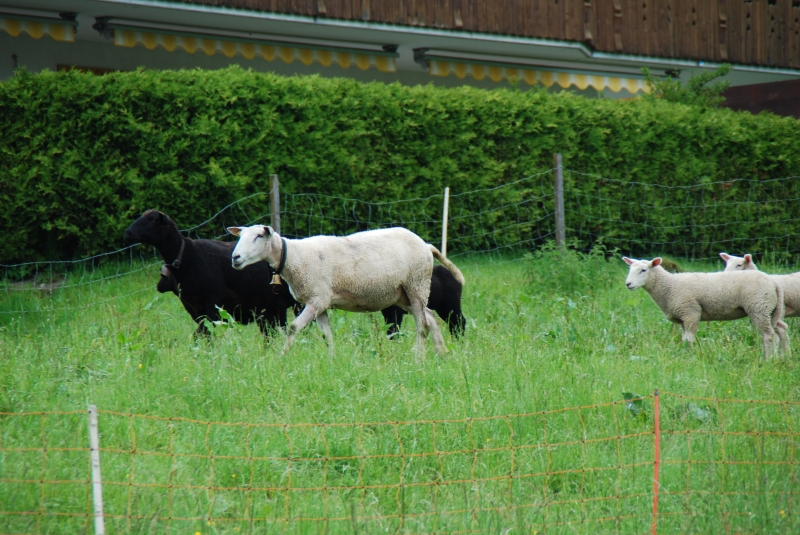 Sheep
He had no wool :)
Keywords: Switzerland Grindelwald Nikon