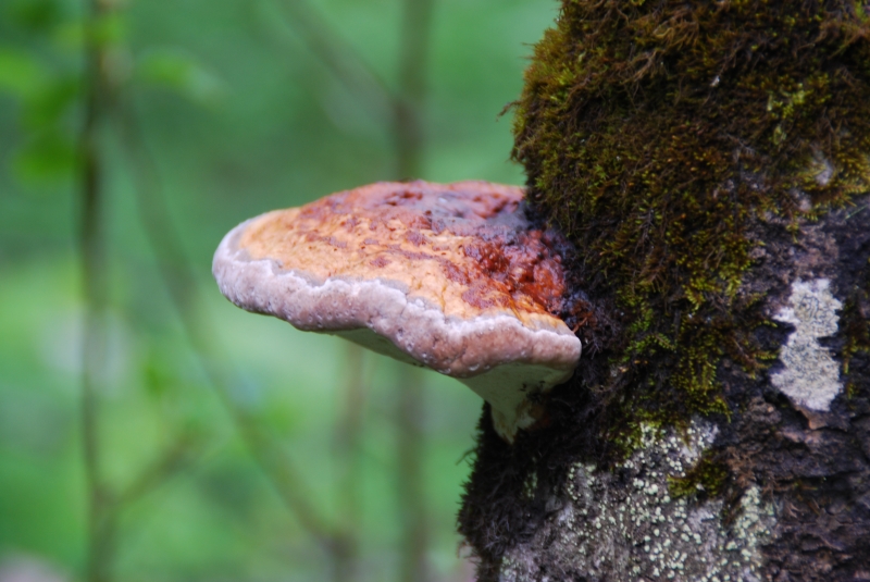 Cool mushroom
Keywords: Switzerland Grindelwald Nikon Plant