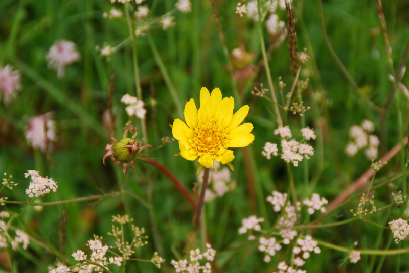 Keywords: Switzerland Grindelwald Nikon Flower