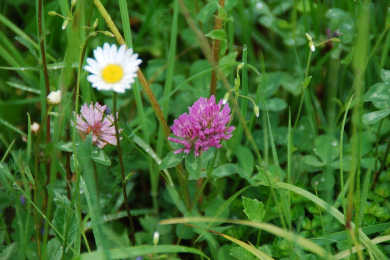 Clover
Keywords: Switzerland Grindelwald Nikon Flower