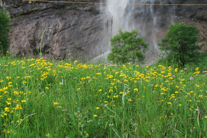 Meadow below Falls
Keywords: Switzerland Lauterbrunnen Nikon Waterfall Landscape