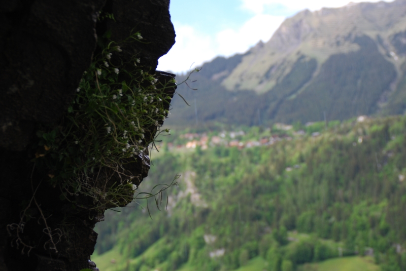 View from Staubbach Falls
Keywords: Switzerland Lauterbrunnen Nikon Waterfall