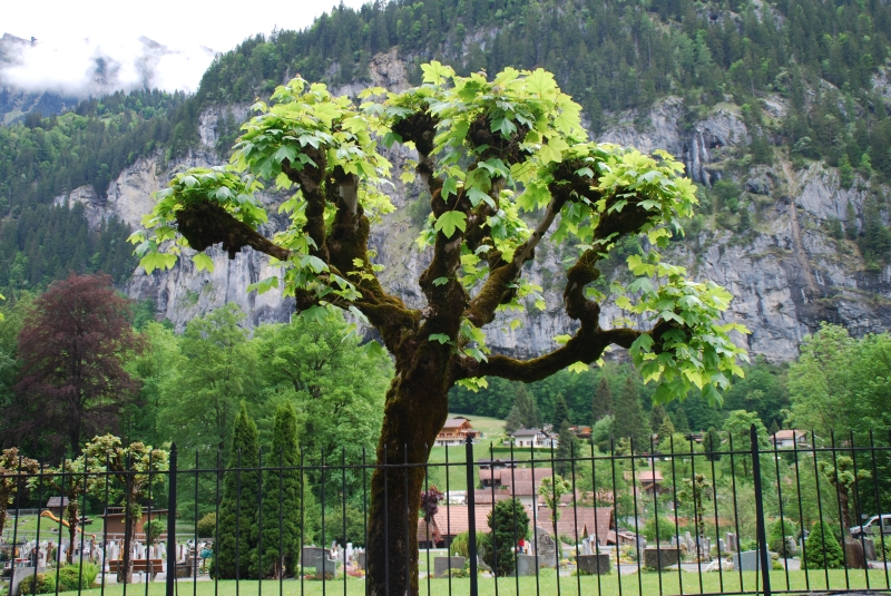 Tree at Lauterbrunnen grave yard
Keywords: Switzerland Lauterbrunnen Nikon Tree