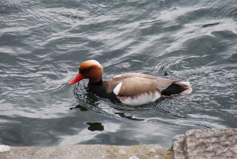 Red Crested Pochard?
Keywords: Switzerland Zurich Nikon Bird