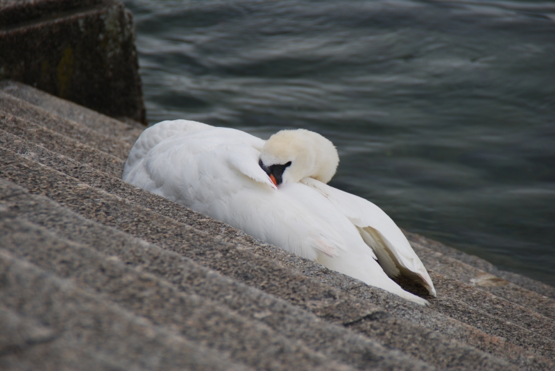 Swan
Keywords: Switzerland Zurich Nikon