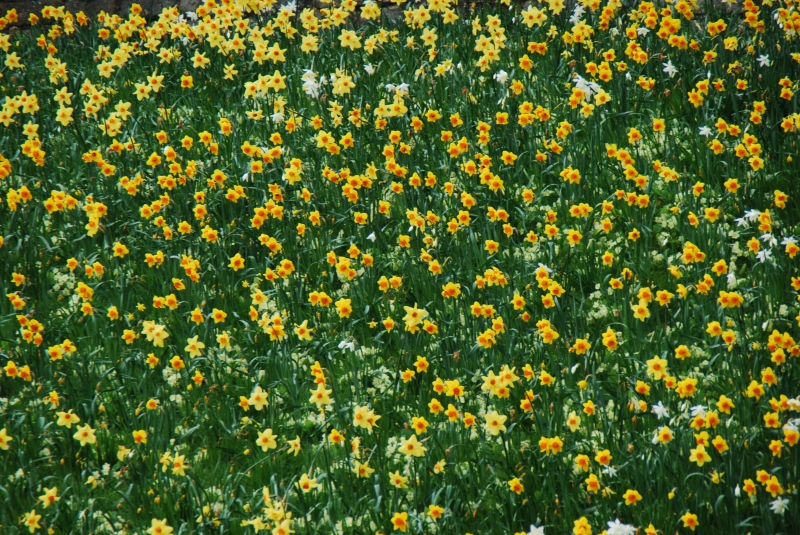 Keywords: Windsor Castle Nikon Flower Daffodil