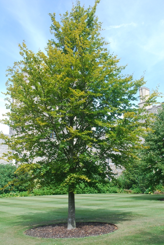 Windsor Castle
Keywords: Windsor Castle Tree Nikon