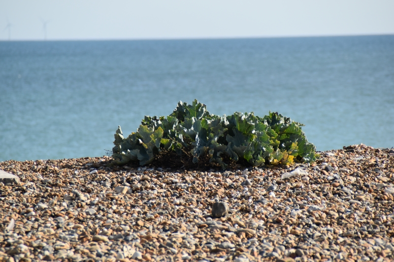 Keywords: Worthing Nikon Beach Sea