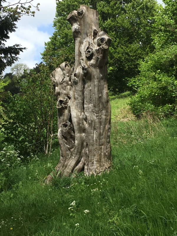 Aged Tree
Keywords: Wycombe Nikon