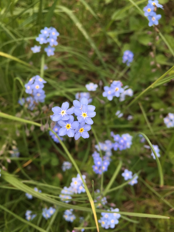 Forget-me-not
Keywords: Wycombe Nikon