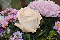 Filename=DS1_2779.JPG
Filesize=13557KiB
Dimensions=6000x4000
Date added=%847 %20, %2026 DS1_2779.JPG