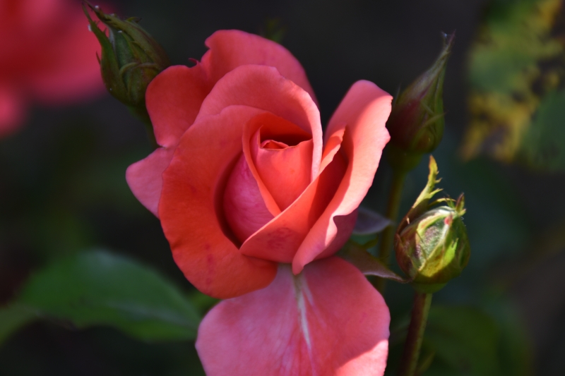 Keywords: Reading Nikon Flower Plant