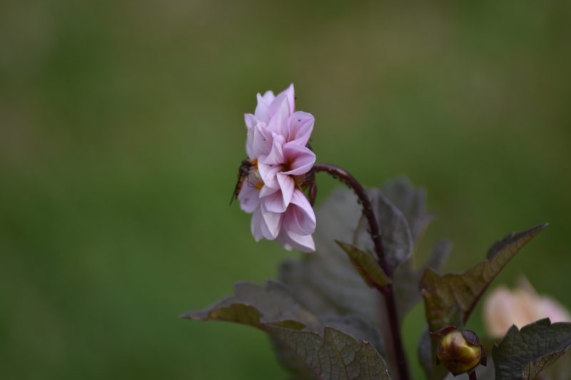 Keywords: Reading Nikon Flower Plant