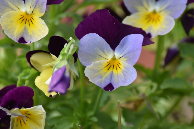 Keywords: Reading Nikon Flower Plant