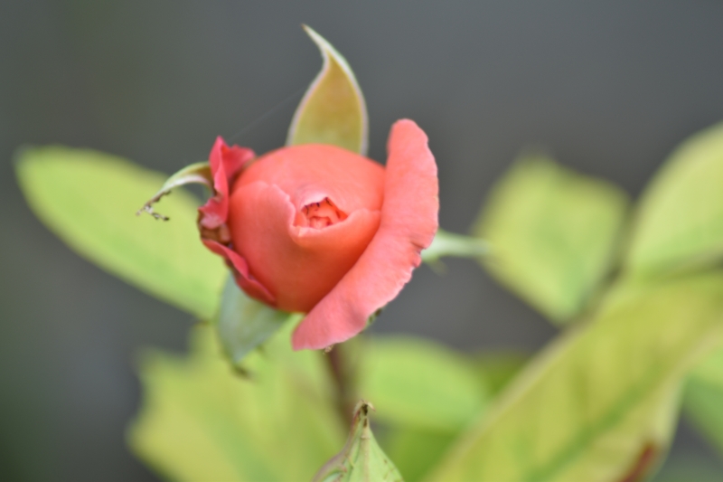 Keywords: Reading Nikon Flower Plant