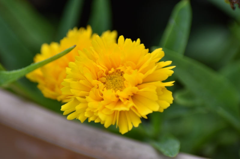 Keywords: Reading Nikon Flower Plant