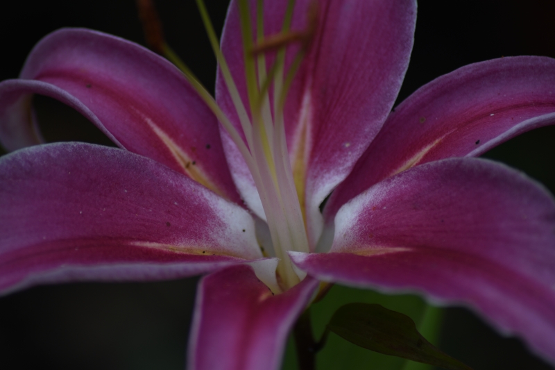 Keywords: Reading Nikon Flower Plant