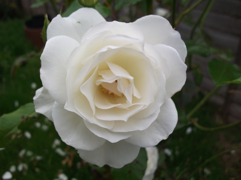 Neelix's rose
Keywords: Flower Rose Fujifilm