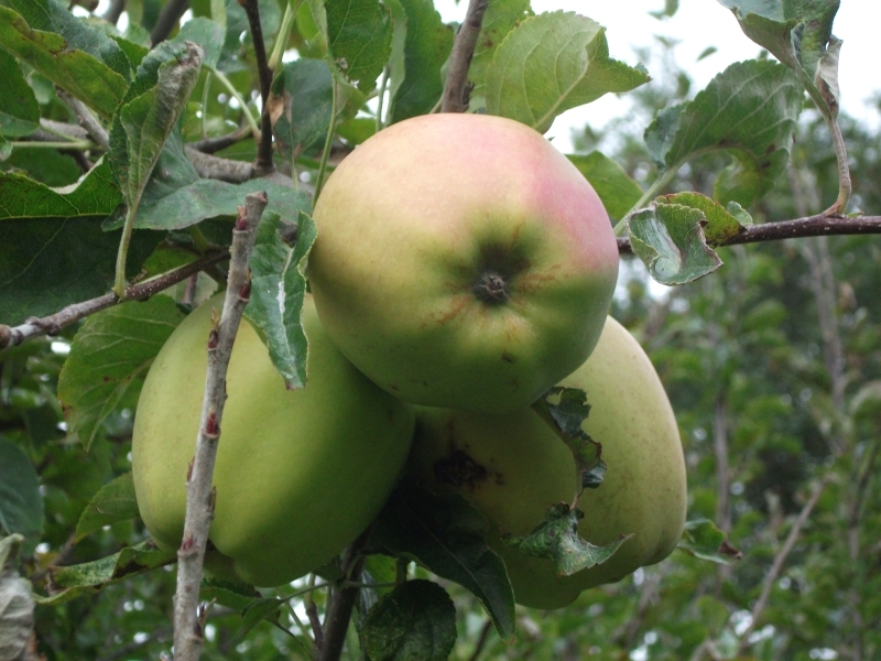 Apples
Keywords: Apple Tree Fujifilm