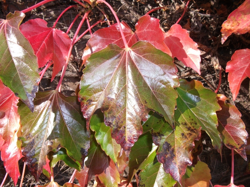 Autumn Leaves
Keywords: Autumn Leaves Leaf Fujifilm Tree