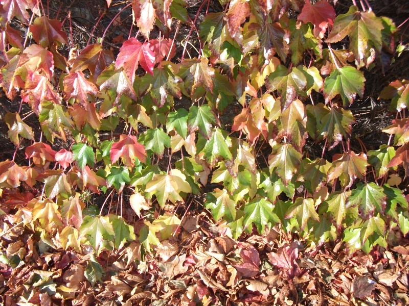 Autumn Leaves
Keywords: Autumn Leaves Leaf Fujifilm Tree
