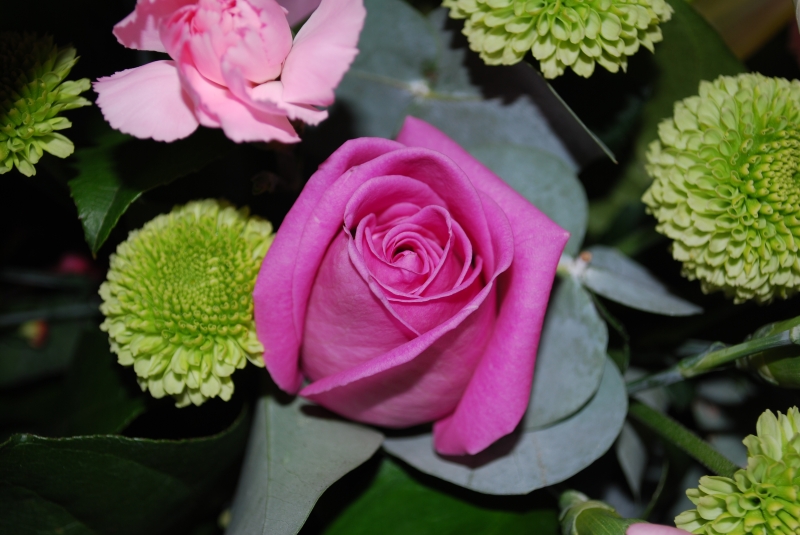 Keywords: Flower Rose Nikon