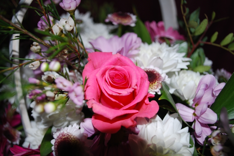 Keywords: Rose Flower Nikon