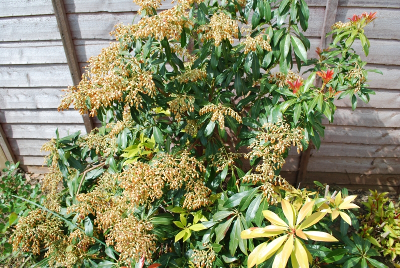 Mountain Fire Japonica 
Keywords: Nikon Plant Flower