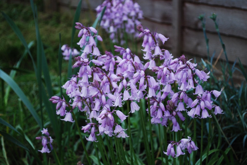 Bluebells
Keywords: Bluebells Flower Nikon