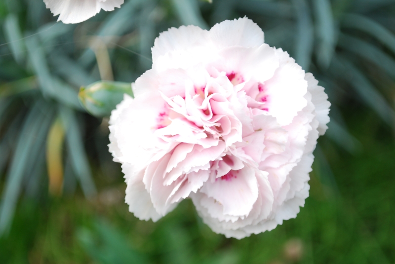 Carnation
Keywords: Carnation Flower Nikon