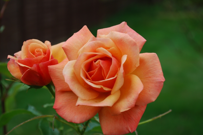 Spike's rose
Keywords: Rose Flower Nikon
