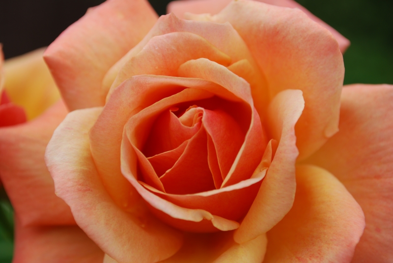 Spike's rose
Keywords: Rose Flower Nikon