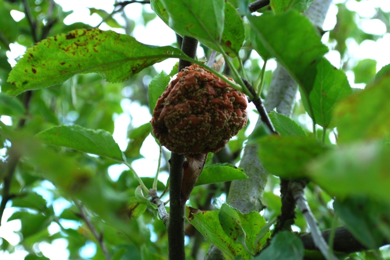 Mouldy apple
Keywords: Apple Tree Nikon Fruit