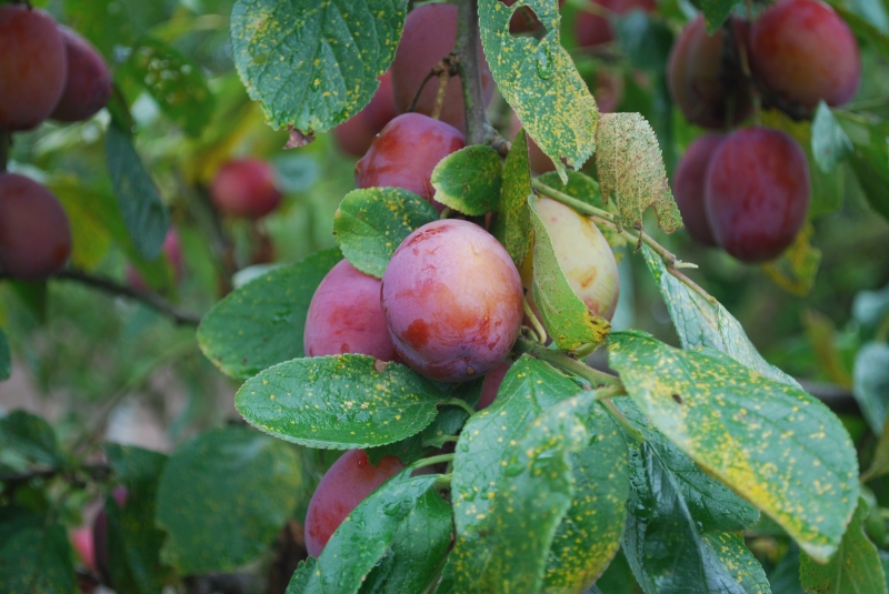 Plums
Keywords: Fruit Tree Nikon Plum