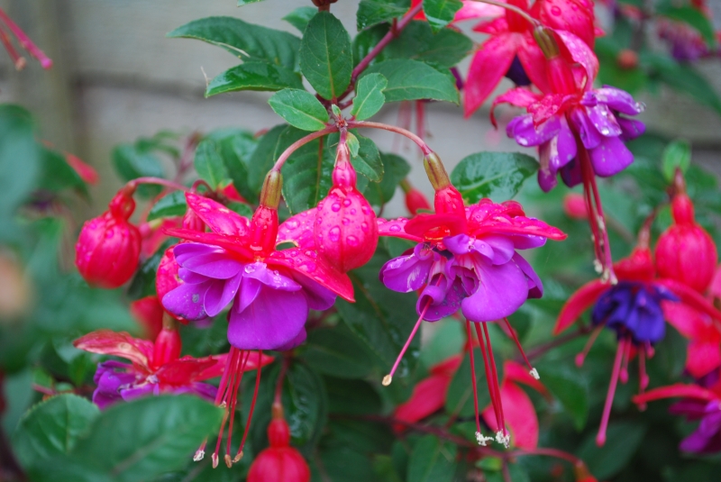 Fuchsia
Keywords: Fuchsia Flower Plant