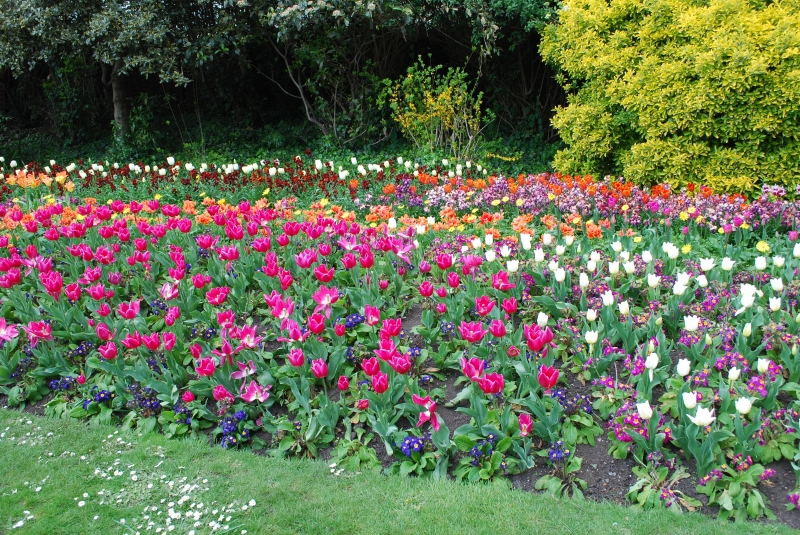 Tulips at St James Park
Keywords: Tulips Saint James Park Nikon Flower