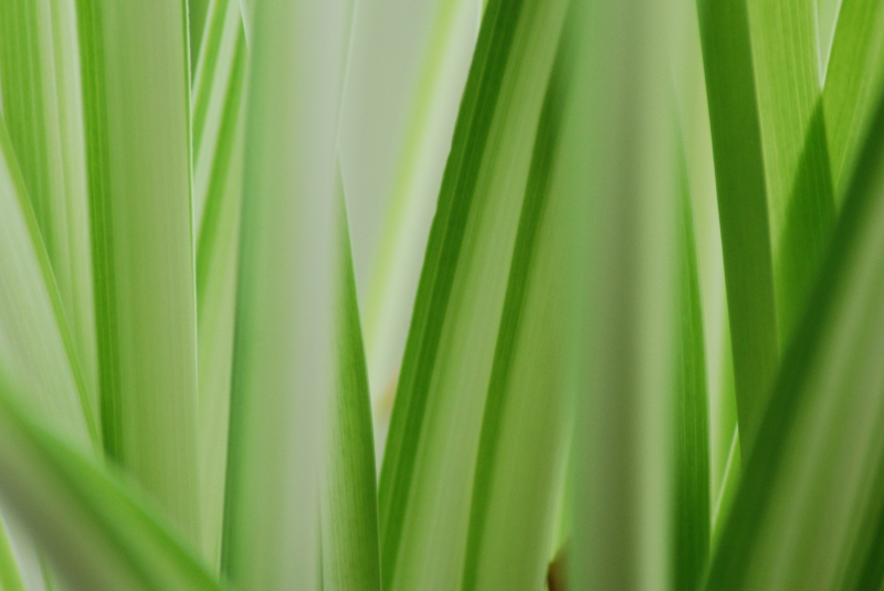 Spider Plant
Keywords: Spider Plant Nikon