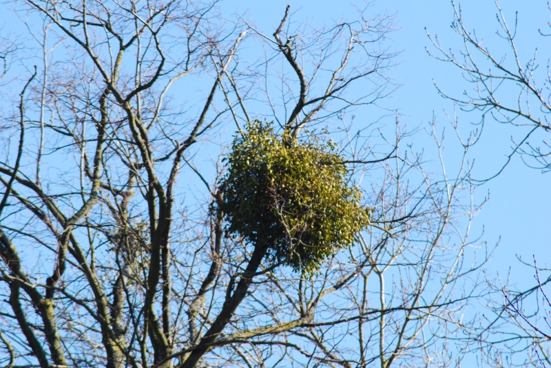 Mistletoe
Keywords: Reading Thames Mistletoe Plant Nikon