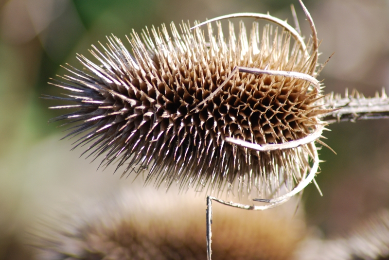 Dried Spikey Plant
Keywords: Reading Thames Plant Nikon