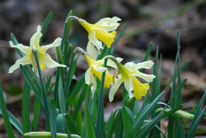 Daffodils
Keywords: Reading Maiden Earleigh Lake Nikon Flower