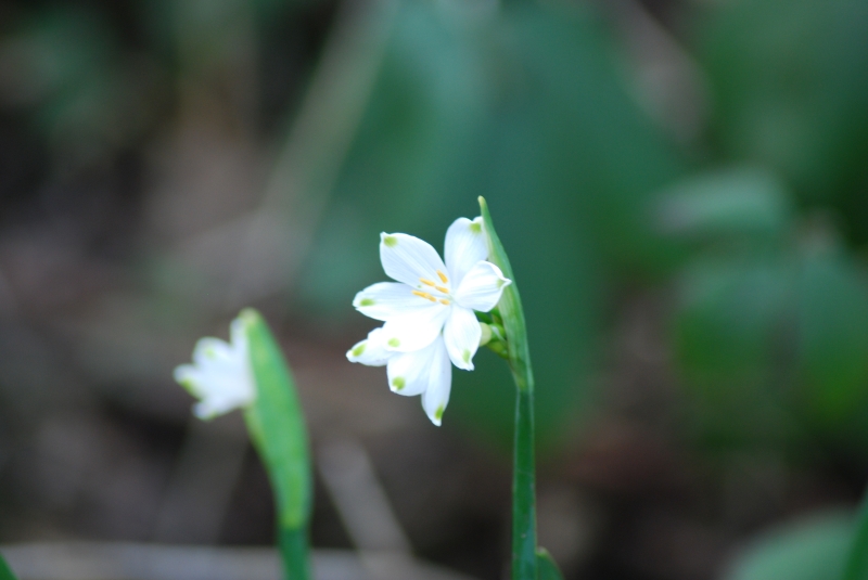 Snowflake
Keywords: Reading Maiden Earleigh Lake Nikon Flower