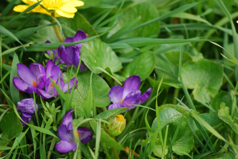 Crocuses
Keywords: Reading Maiden Earleigh Lake Nikon Flower