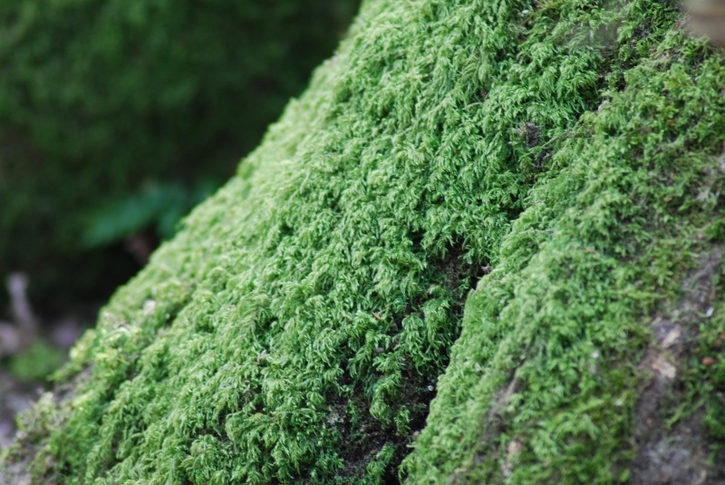 Moss
Keywords: Reading Maiden Earleigh Lake Nikon Moss Plant